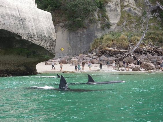 Amazing-Orcas-The-Coromandel Hot Water Beach